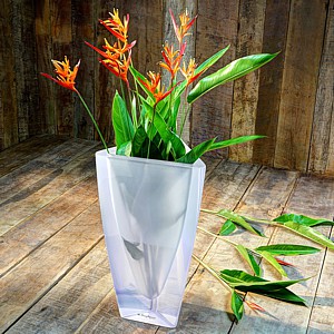 Vasos